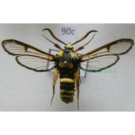 Sesia apiformis (Clerck, 1759) Slovakia90c